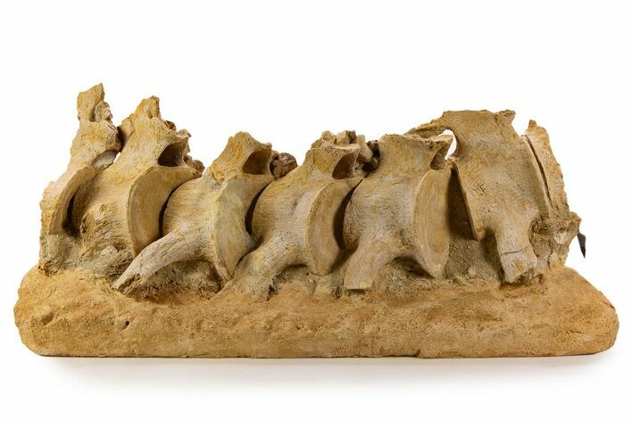 Fossil Plesiosaur (Zarafasaura) Cervical Vertebrae - Morocco #334778